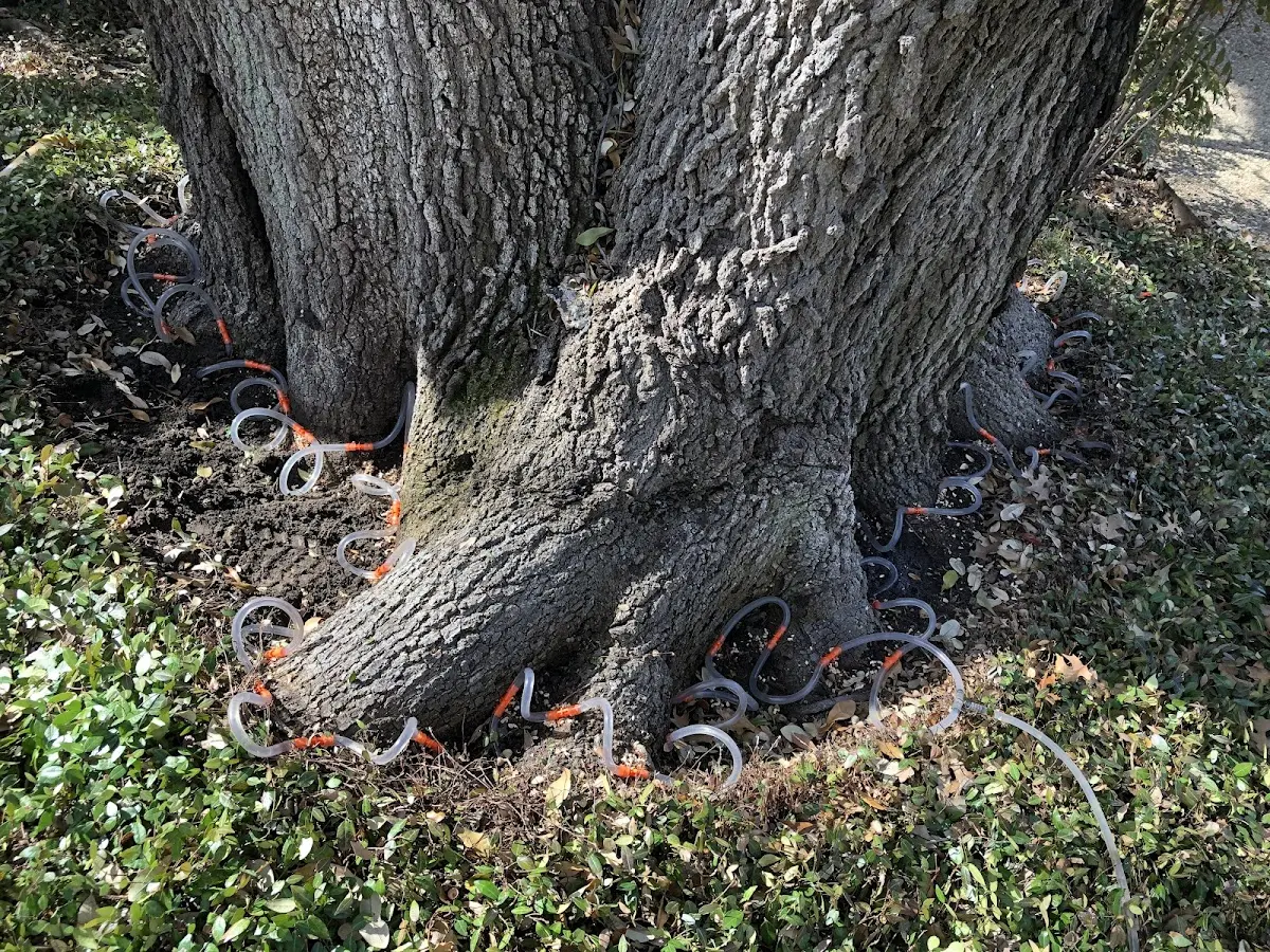 Detailed Shrub and Hedge Trimming job site in Hulen