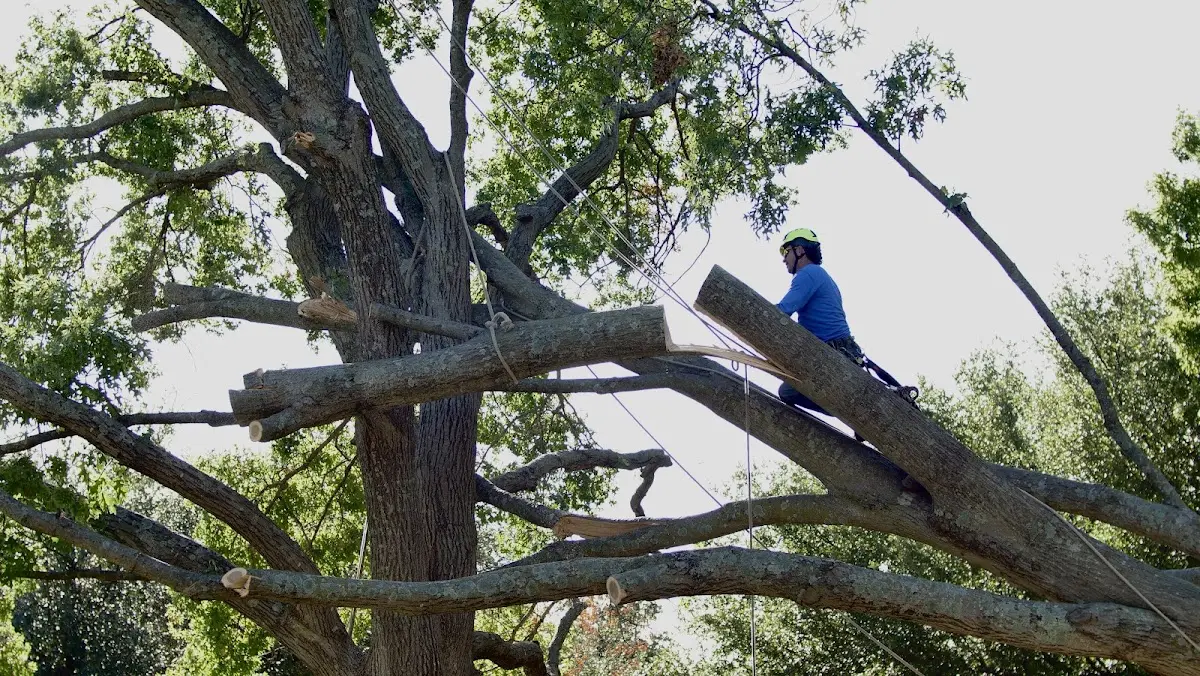 Professional Crown Thinning performed by certified arborists in Hulen