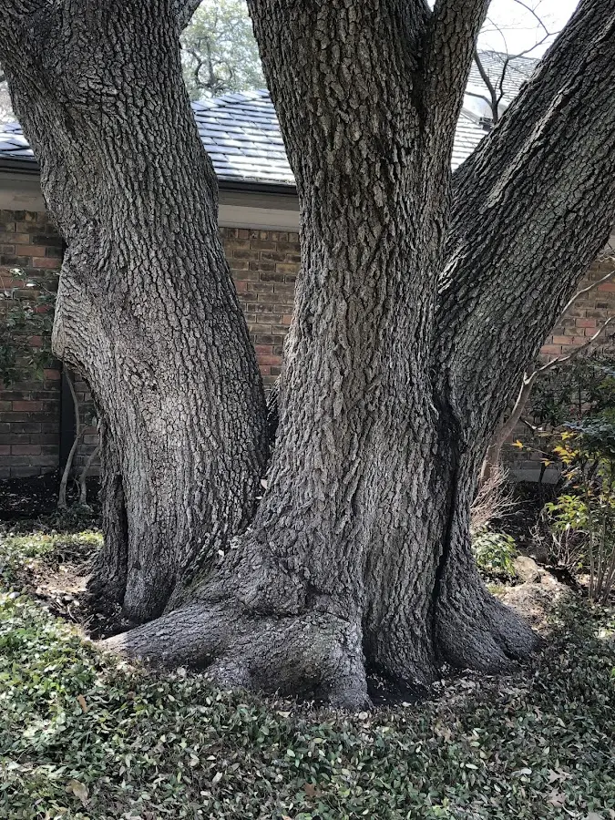 Mature heritage tree close to a Hulen property cared for by certified arborists
